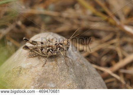 Natural Closeup Of Jago's Grasshopperr, Dociostaurus Jagoi In The Gard Sitting On A Stone