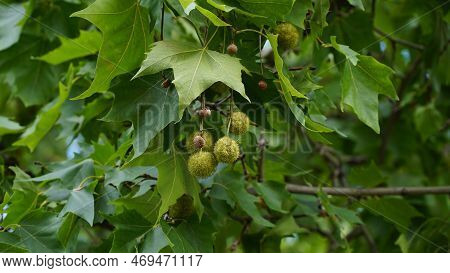 Leaves And Fruits Of Platanus Occidentalis, Also Known As American Sycamore. Leaves And Fruits Of Pl