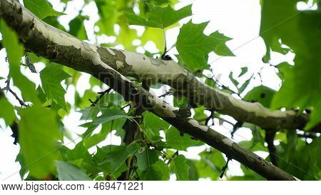 Sycamore Tree. Platanus Orientalis. Spotted Plane Tree Trunk Under Sunlight. Bottom View. Park Trees