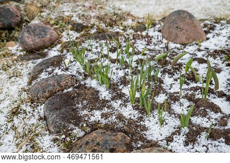 Primroses In Buds In Early Spring On A Snow Flower Bed. Early Blooming Daffodil Flower Sprinkled Wit