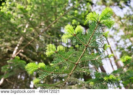 Spruce Or Fir Tree Young Branches In The Forest. Blooming Spruce In Spring, Close-up.