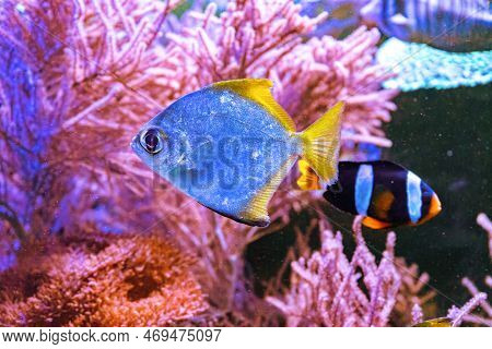 Monodactylus Argenteus, Silver Moonyfish, Silver Moony, Butter Bream, Diamondfish In Marine Aquarium