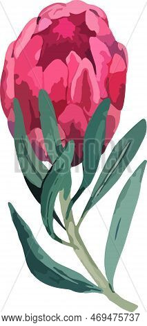 Set Realistic Vector Illustration Of Protea Flowers. Tropical King Flower Protea In Bloom.