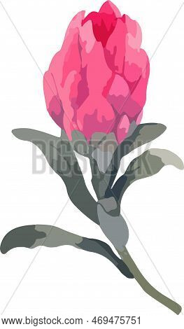 Set Realistic Vector Illustration Of Protea Flowers. Tropical King Flower Protea In Bloom.