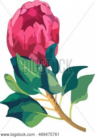 Set Realistic Vector Illustration Of Protea Flowers. Tropical King Flower Protea In Bloom.
