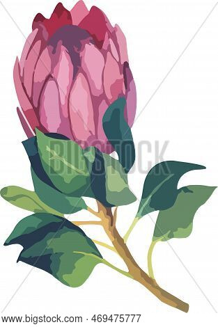 Set Realistic Vector Illustration Of Protea Flowers. Tropical King Flower Protea In Bloom.