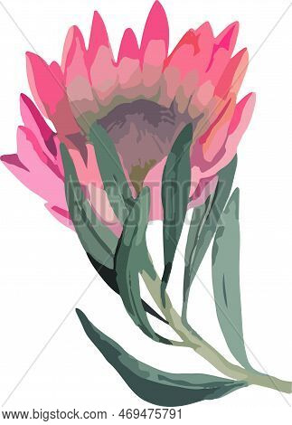 Set Realistic Vector Illustration Of Protea Flowers. Tropical King Flower Protea In Bloom.