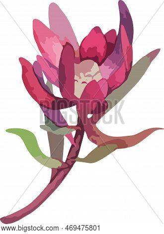Set Realistic Vector Illustration Of Protea Flowers. Tropical King Flower Protea In Bloom.