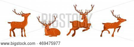 Brown Deer With Antlers And Slender Legs In Standing And Jumping Pose Vector Set