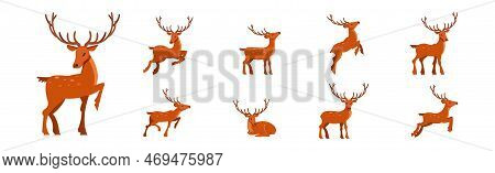 Brown Deer With Antlers And Slender Legs In Standing And Jumping Pose Vector Set