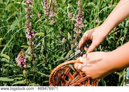 Lythrum Salicaria, Purple Loosestrife, Spiked Loosestrife, Purple Lythrum Herb Is Collected By Hand 