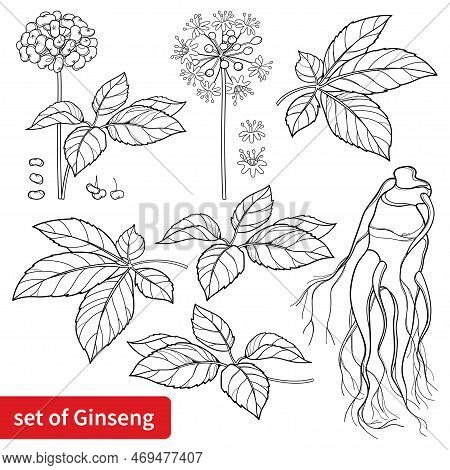 Vector Set Of Outline Panax Ginseng Or Chinese Ginseng Flower, Leaf, Berry And Root In Black Isolate