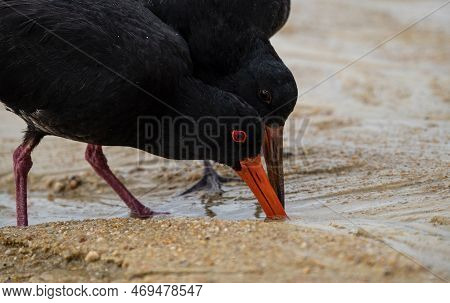 A Pair Of Foraging Black Variable Oystercatcher Bird Walking On Low Tide Sand Bank Beach In Abel Tas