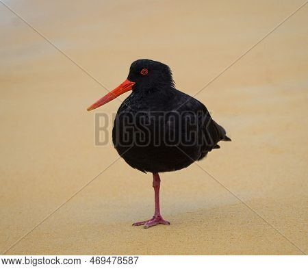 Close Up Headshot Portrait Of Black Variable Oystercatcher Bird Standing On One Leg At Sand Beach In