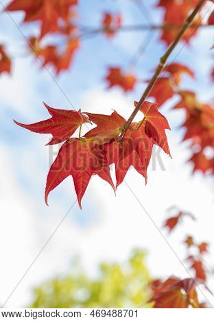 Natural Background Of Acer Wilsonii  Rehder, Deciduous Tree. The Leaves Have 3 Lobes That Are Red In