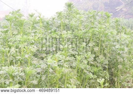Wormwood Tree Farm Used In The Alcoholic Drinks
