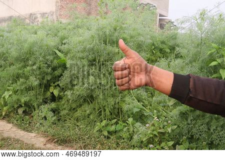 Finger Sign On Wormwood Tree Farm
