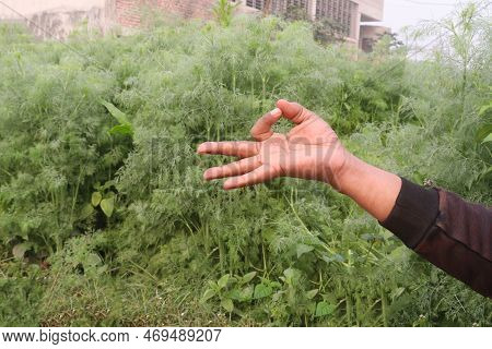 Finger Sign On Wormwood Tree Farm