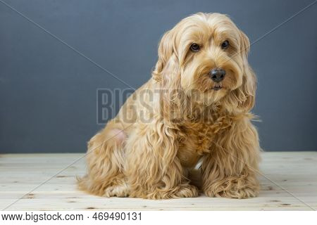Happy Cockapoo dog sit on wooden table. Puppy Cockapoo or adorable cocker is mixed breeding animal (