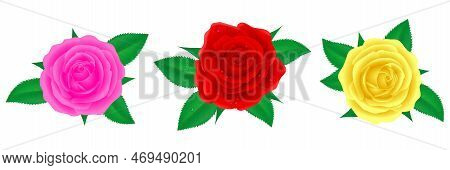 Rose Flower Realistic Isolated On White Background
