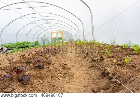 Poly-tunnel Springtime Planting Of Salad Crop, Organic Growing No Carbon Footprint, Using Natural Co