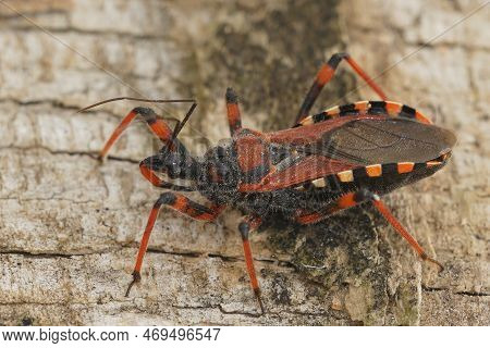 Natural Closeup On A Mediterranean Red Assassin Bug, Rhynocoris Iracundus, Sitting On Wood