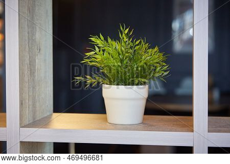 Pogonatherum Paniceum In A Flower Pot On A Shelf In The Interior.
