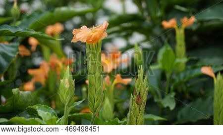 Crossandra Infundibuliformis Also Known As Firecracker Flower Is Species Of Flowering Plant In The F