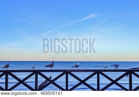 Seagulls Sitting On The Balustrade Against The Background Of The Sea In Mielno, Poland