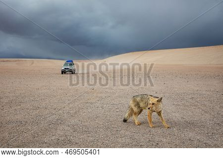 Culpeo - Wild Andean Fox In The Mountains