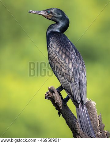 Indian Cormorant Or Indian Shag Or Phalacrocorax Fuscicollis Portrait Non Breeding Bird With Blue Ir