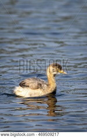 Little Grebe Or Tachybaptus Ruficollis Bird Closeup Or Portrait Floating Alone In Natural Blue Shall
