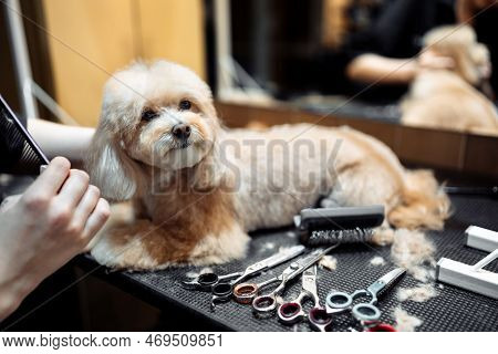 Animal Care. A Professional Grooms A Dog. High Quality Photo