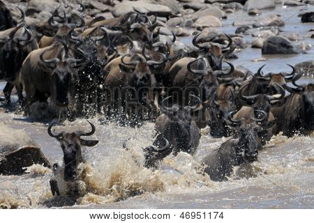 Gnuer Migration