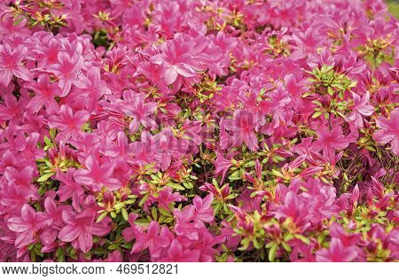 Blooming Azalea Flowering Shrub With Pink Bloom Flower Background