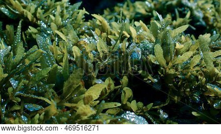 Algea And Seaweed Plants At The Surface Of The Sea