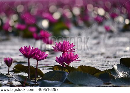 Beautiful Red Lotus. Beautiful Nature Landscape Red Lotus Sea In The Morning With In The Bright Day 