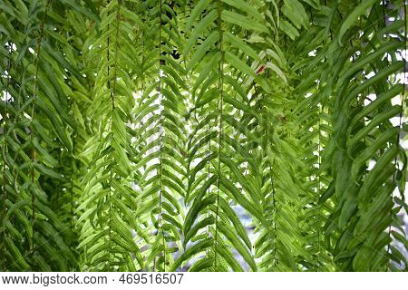 Beautiful Fern, Green Leaf, Natural Flower Fern Background In Sunlight.