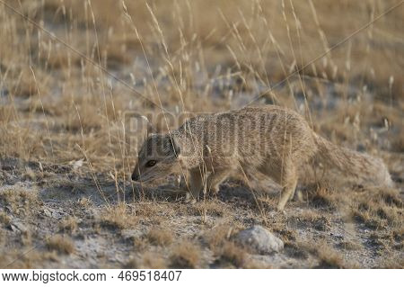 Yellow Mongoose (cynictis Penicillate) Foraging For Food On The Plains Of Etosha National Park, Nami