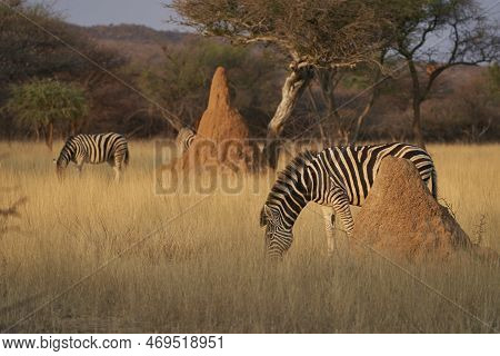Burchell's Zebra (equus Burchellii)  In Okonjima Nature Reserve, Namibia