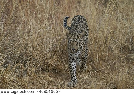 Leopard (panthera Pardus) Stalking Prey In Okonjima Nature Reserve, Namibia