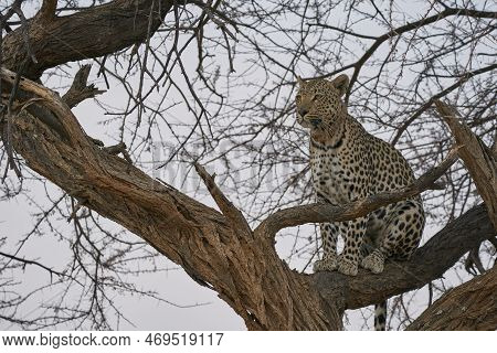 Leopard (panthera Pardus) Stalking Prey In Okonjima Nature Reserve, Namibia
