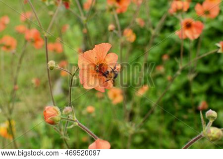 Tree Bumblebee - Bombus Hypnorum - Collecting Pollen From An Orange Geum Flower