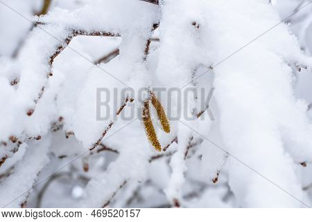Walnut Earrings Hanging From A Snow-covered Tree On A Winter's Day. Snowfalls And Colder Climates.
