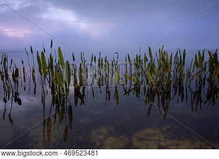 Fog And Early Morning Mist Envelope Pickerel Plants In A Florida Lake At Dawn