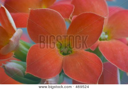 Kalanchoe rojo - Macrofotografía extrema