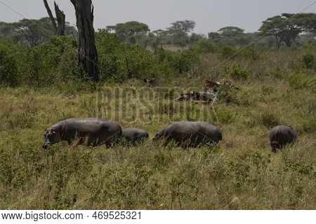 A Group Of Hippopotami Grazing At Broad Day Light Out Of The Water, Which Happens Rarely.