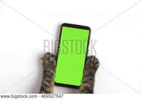 Cat Paw Touching, Clicking, Tapping And Swiping Phone With Chromakey Screen. Feline Paw Typing Smart