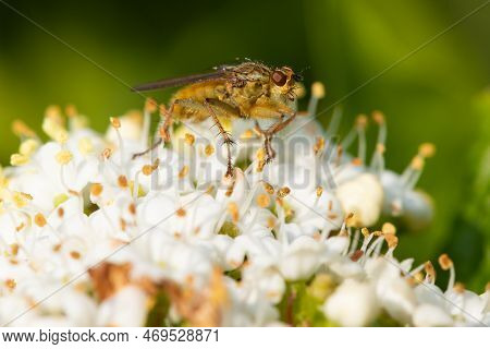 Yellow Dung Fly (scathophaga Stercoria)