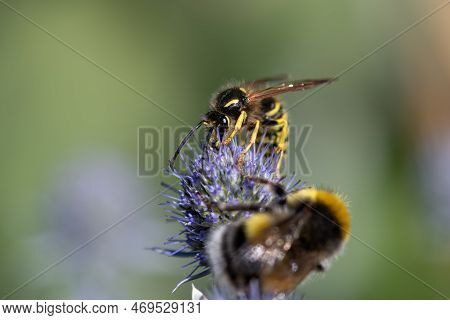 Wasp (vespula Vulgaris)